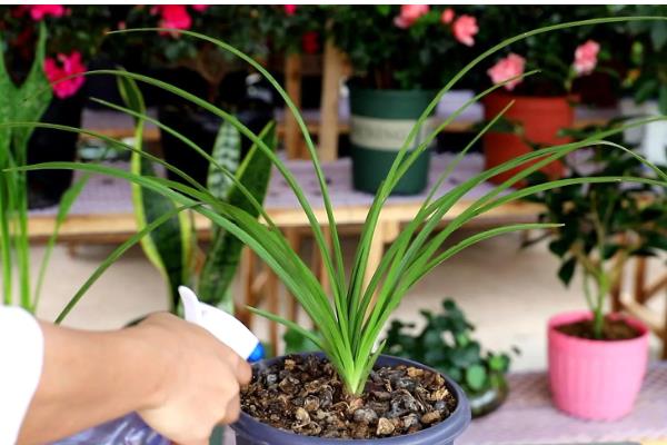 让惠兰年年开花的方法，平时要让它接受充足的散射光