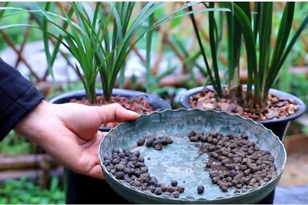 让惠兰年年开花的方法，平时要让它接受充足的散射光