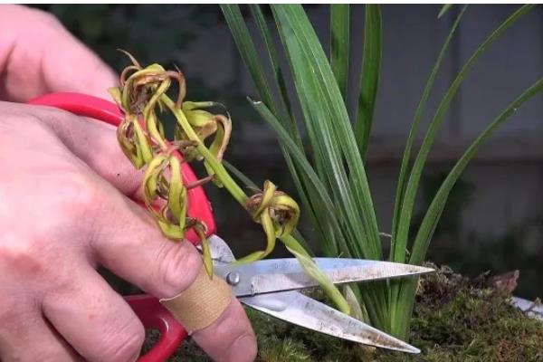 让惠兰年年开花的方法，平时要让它接受充足的散射光