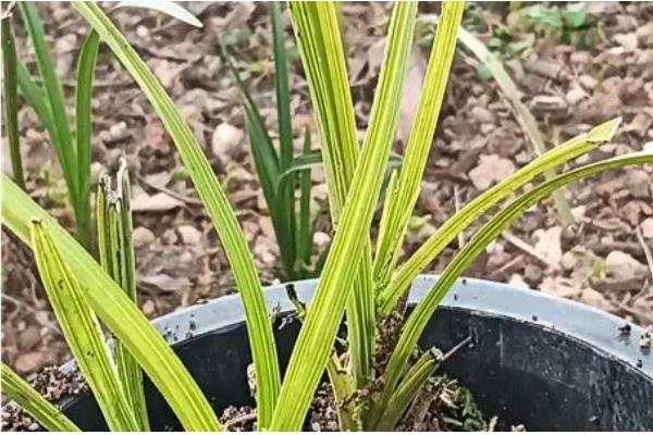 让惠兰年年开花的方法，平时要让它接受充足的散射光