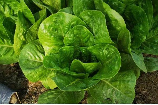 孔雀菜秋冬能种吗，孔雀菜秋冬能种