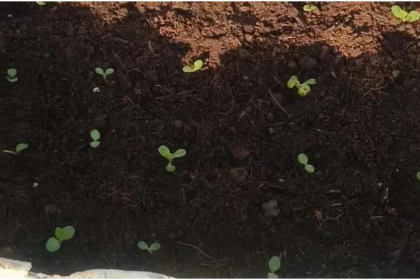 孔雀菜秋冬能种吗，孔雀菜秋冬能种