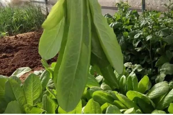 孔雀菜秋冬能种吗，孔雀菜秋冬能种