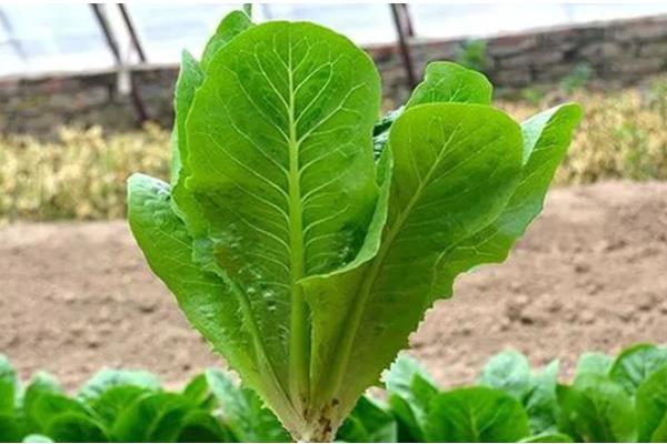 孔雀菜秋冬能种吗，孔雀菜秋冬能种