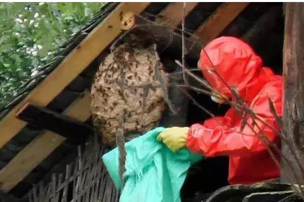 马蜂筑巢是不是好兆头，是福气和财运的预兆