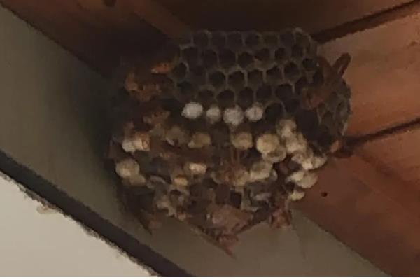 马蜂筑巢是不是好兆头，是福气和财运的预兆