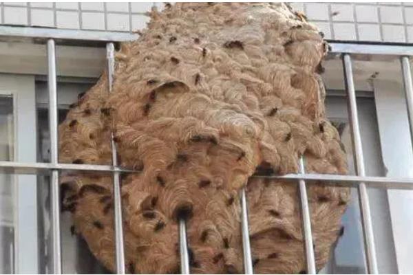 马蜂筑巢是不是好兆头，是福气和财运的预兆