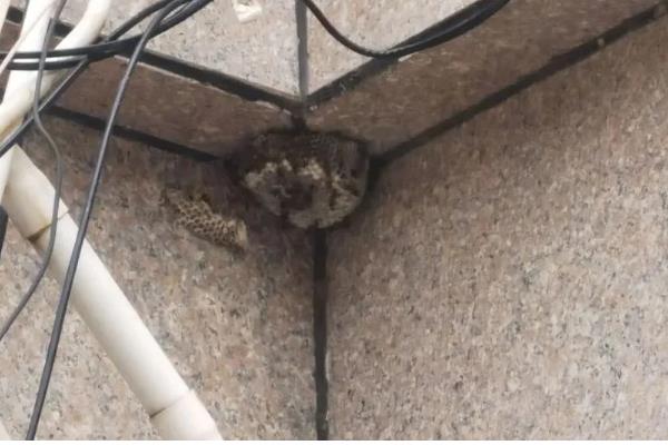 马蜂筑巢是不是好兆头，是福气和财运的预兆