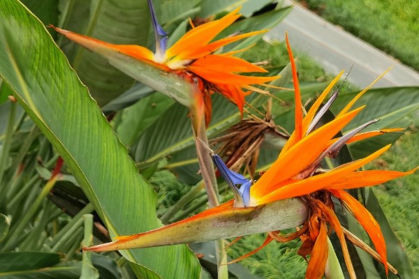 鹤望兰的开花时间，一般在冬季开放