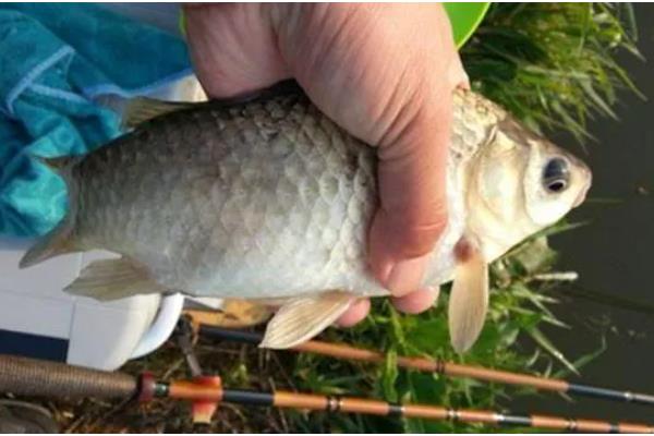 钓鲫鱼子线多长合适，根据季节调整