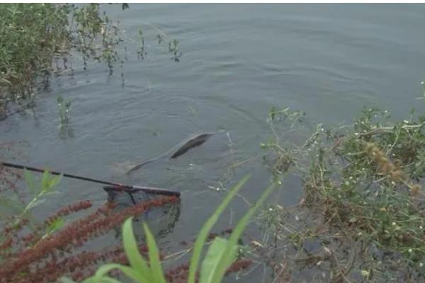 钓鲫鱼子线多长合适，根据季节调整