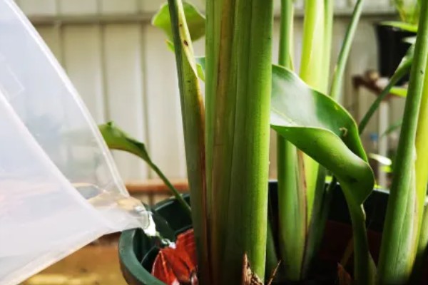 鹤望兰的开花时间，一般在冬季开放