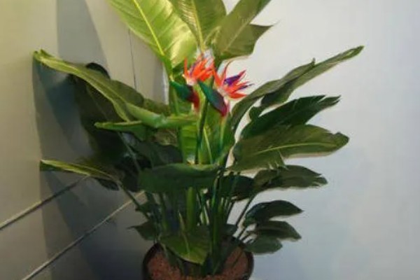 鹤望兰的开花时间，一般在冬季开放