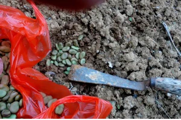 蚕豆的种植方法,播种后要用土覆盖种子