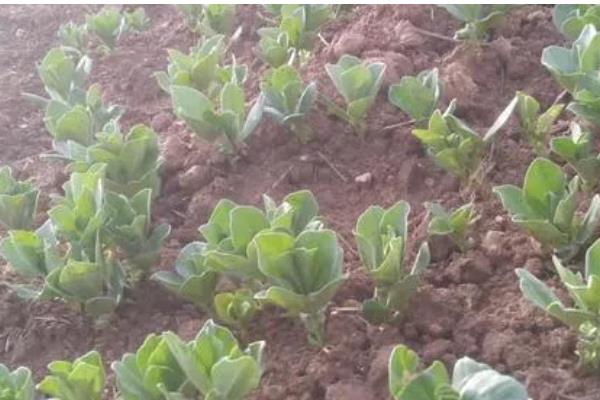 蚕豆的种植方法,播种后要用土覆盖种子