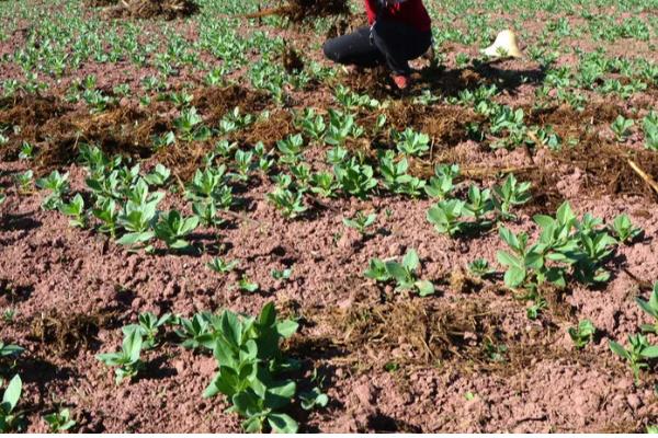 蚕豆的种植方法,播种后要用土覆盖种子
