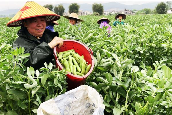 蚕豆的种植方法,播种后要用土覆盖种子