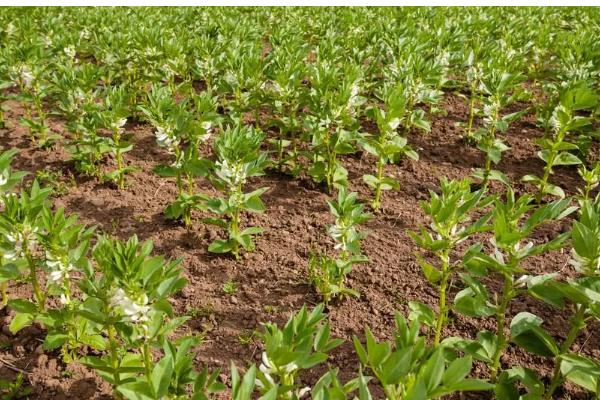 蚕豆的种植方法,播种后要用土覆盖种子