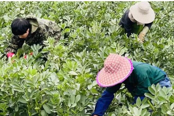 蚕豆的种植方法,播种后要用土覆盖种子