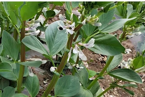 蚕豆的种植方法,播种后要用土覆盖种子