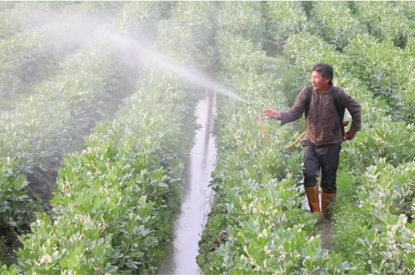 蚕豆的种植方法,播种后要用土覆盖种子