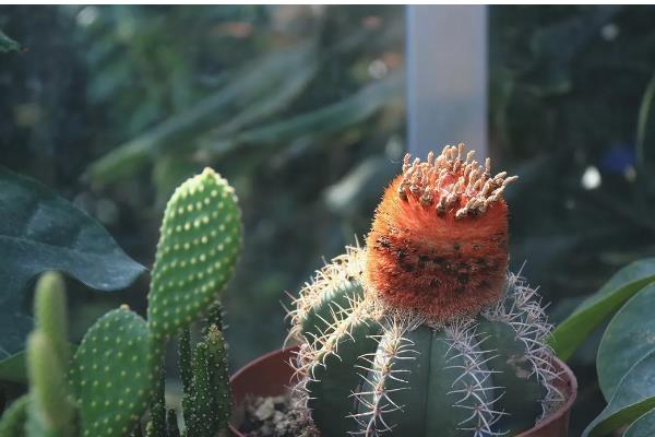 仙人掌有没有毒，大部分仙人掌是没有毒的