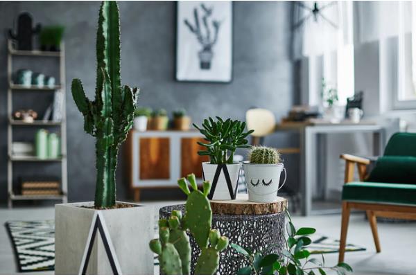 仙人掌有没有毒，大部分仙人掌是没有毒的