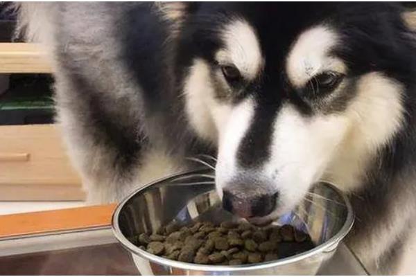 阿拉斯加犬喂什么食物,推荐鸡胸肉、牛肉、卷心菜等