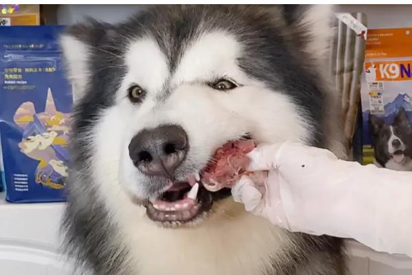 阿拉斯加犬喂什么食物,推荐鸡胸肉、牛肉、卷心菜等