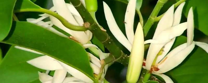 怎么养白兰花，放置在半阴的地方养护