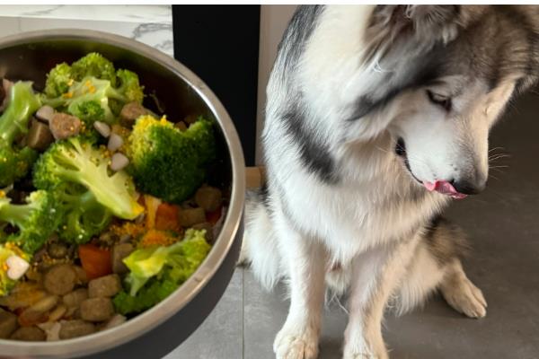 阿拉斯加犬喂什么食物,推荐鸡胸肉、牛肉、卷心菜等