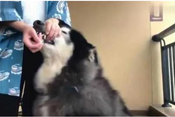 阿拉斯加犬喂什么食物,推荐鸡胸肉、牛肉、卷心菜等