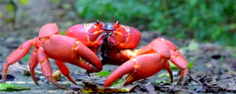 红蟹的品种介绍，一般是指圣诞岛红蟹