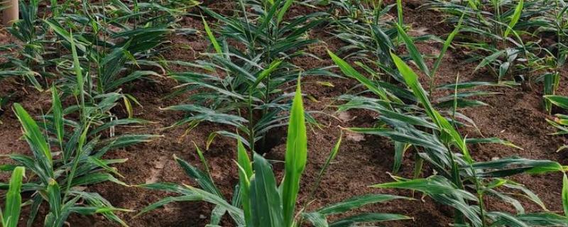 生姜如何施肥产量高，根据生姜需肥特点选用底肥
