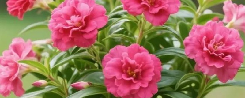 凤仙花的繁殖部位，种子繁殖的存活率较高