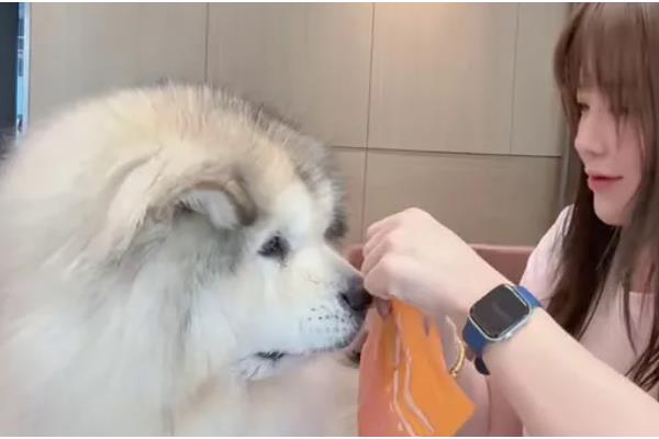 阿拉斯加犬喂什么食物,推荐鸡胸肉、牛肉、卷心菜等