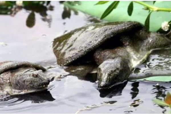 甲鱼一年可以长多少斤,人工养殖能长1-1.5斤左右