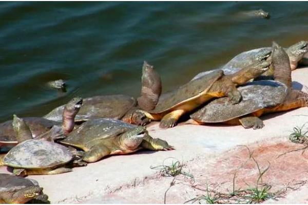 甲鱼一年可以长多少斤,人工养殖能长1-1.5斤左右