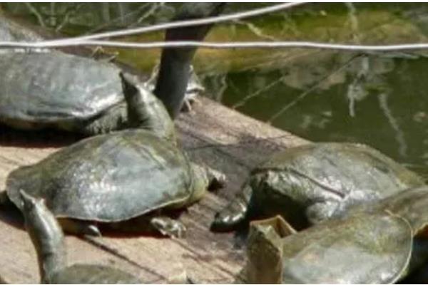 甲鱼一年可以长多少斤,人工养殖能长1-1.5斤左右