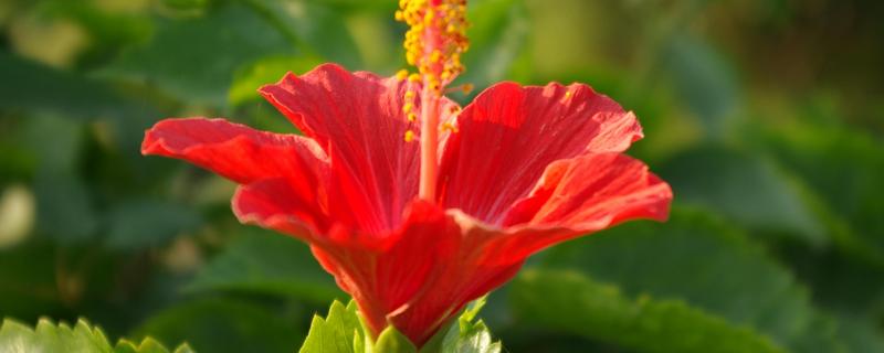 扶桑花对光照要求高吗，对光照要求较高