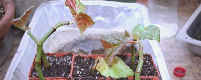 海棠能不能扦插，扦插可以提高成活率