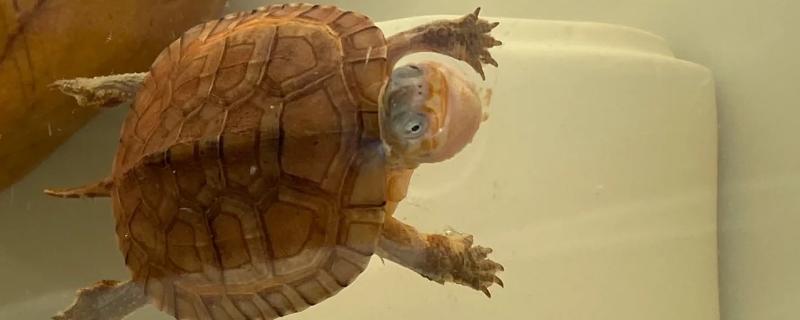 乌龟肺炎如何治疗，需隔离病龟并提高水温