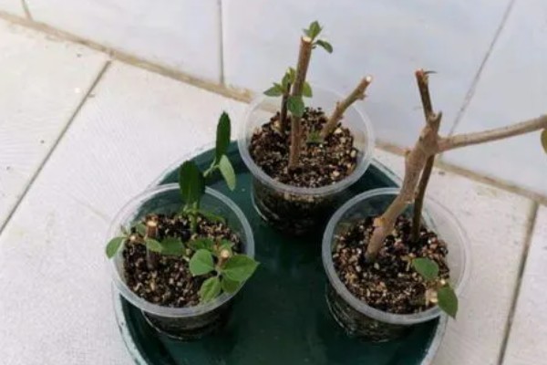 小三角梅在几月插枝，可以在4月或8月进行