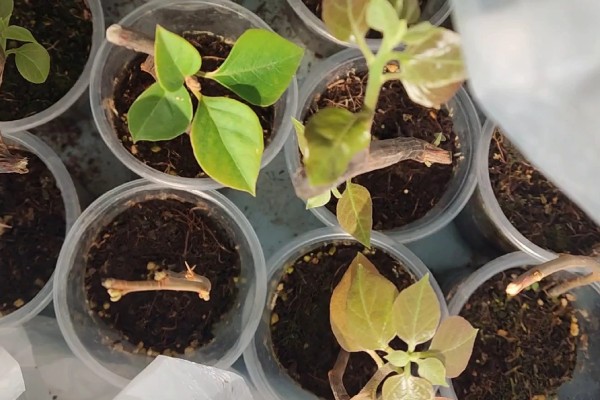 小三角梅在几月插枝，可以在4月或8月进行