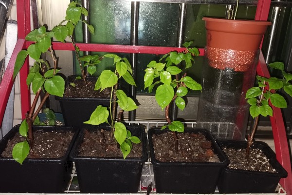 小三角梅在几月插枝，可以在4月或8月进行