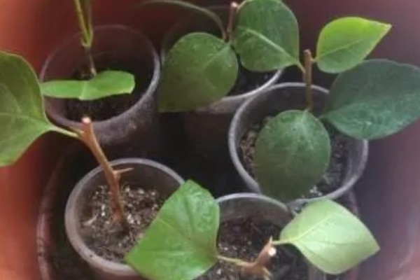 小三角梅在几月插枝，可以在4月或8月进行