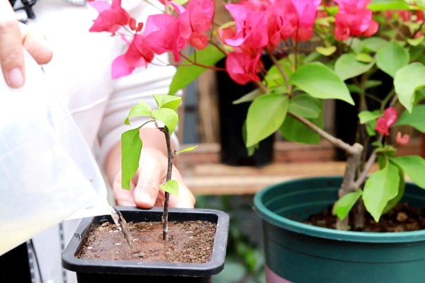 小三角梅在几月插枝，可以在4月或8月进行