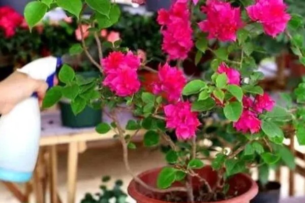 小三角梅在几月插枝，可以在4月或8月进行