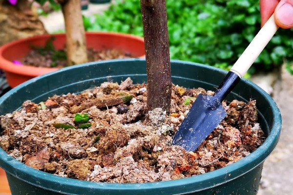 小三角梅在几月插枝，可以在4月或8月进行