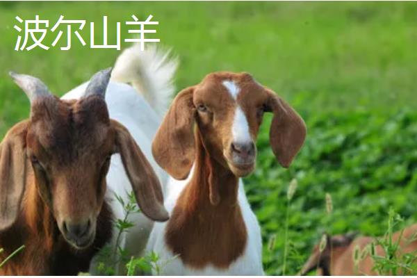 养羊的技术要点，以精饲为主可快速育肥